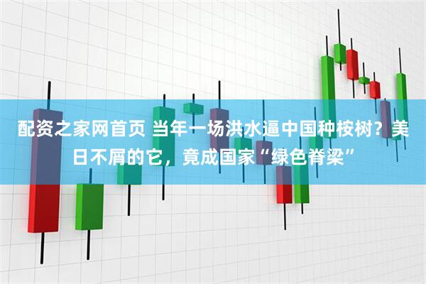 配资之家网首页 当年一场洪水逼中国种桉树？美日不屑的它，竟成国家“绿色脊梁”